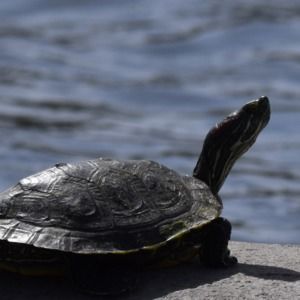 Meet your Posher, Pilar k